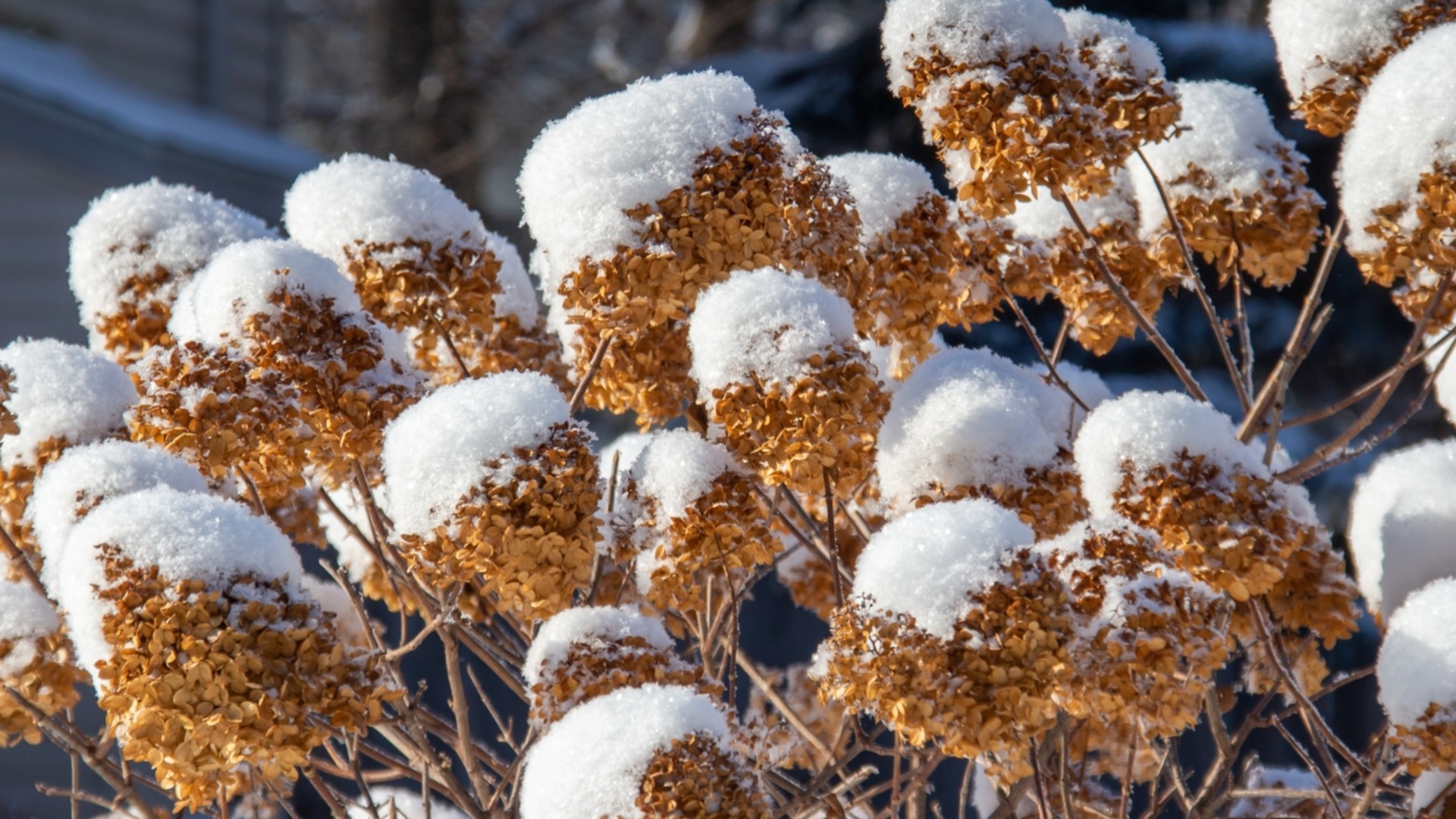 Лучший способ обрезки гортензий после зимних повреждений
