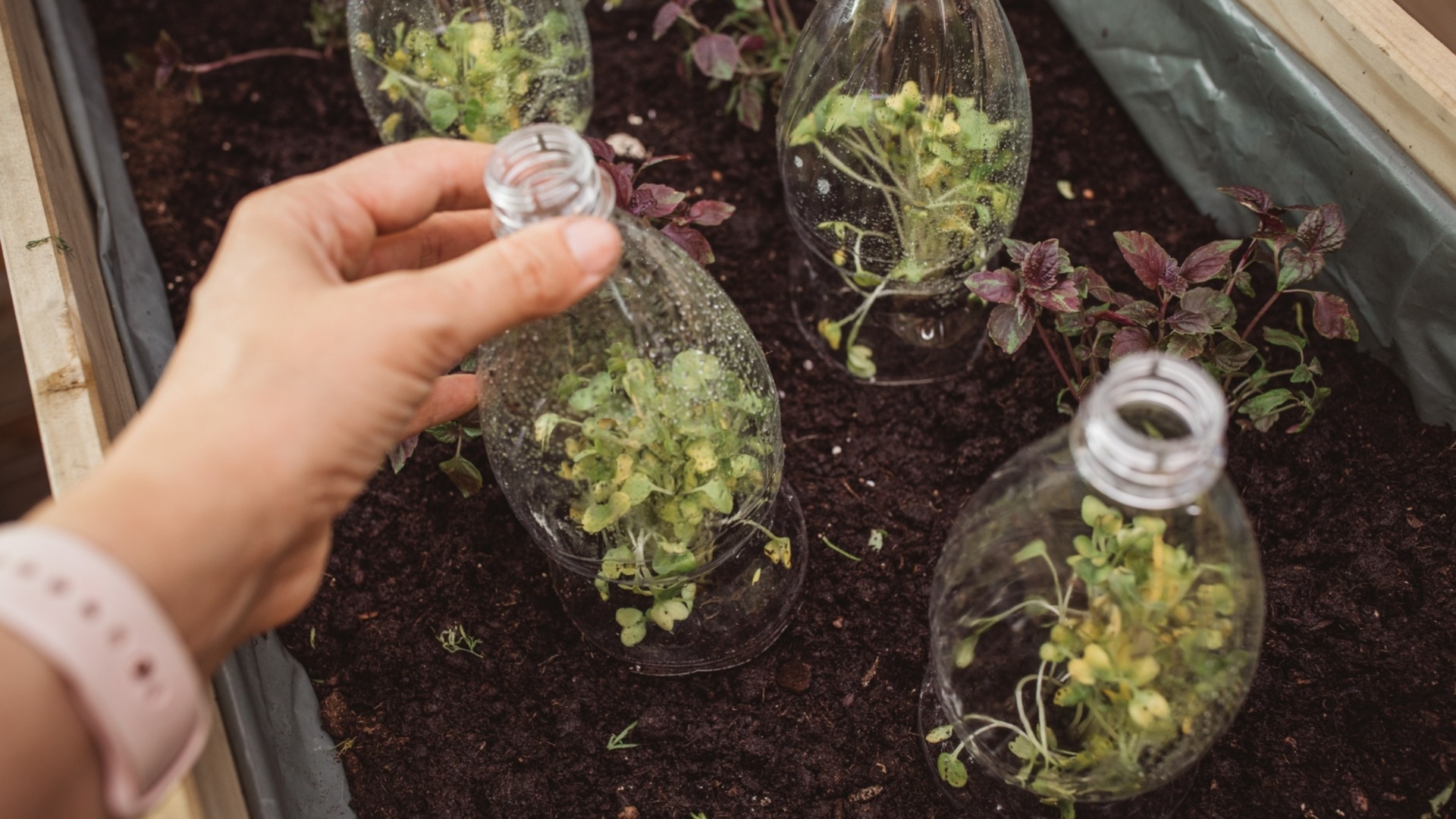 Это единственный правильный способ закалить ваши растения.