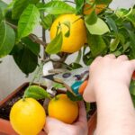 Как вырастить здоровое лимонное дерево в горшке
