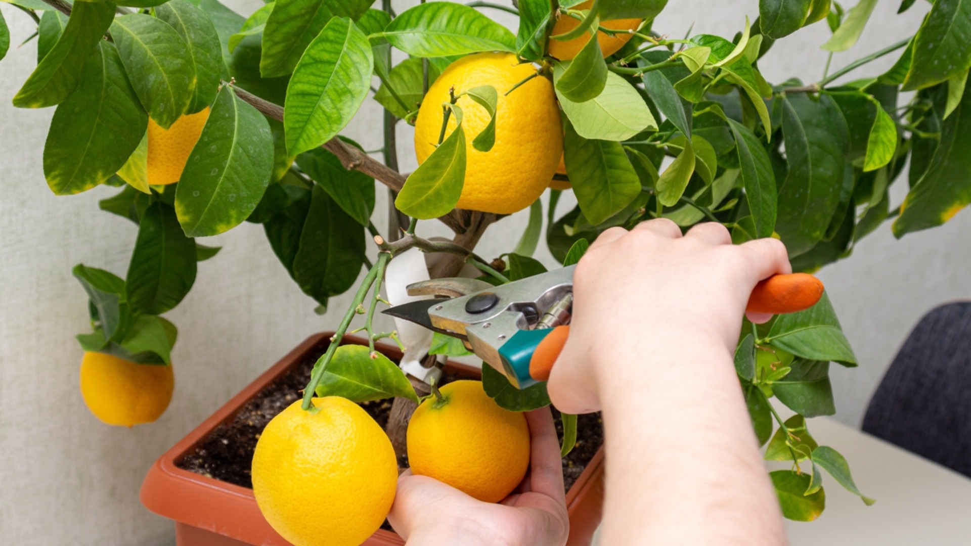 Как вырастить здоровое лимонное дерево в горшке