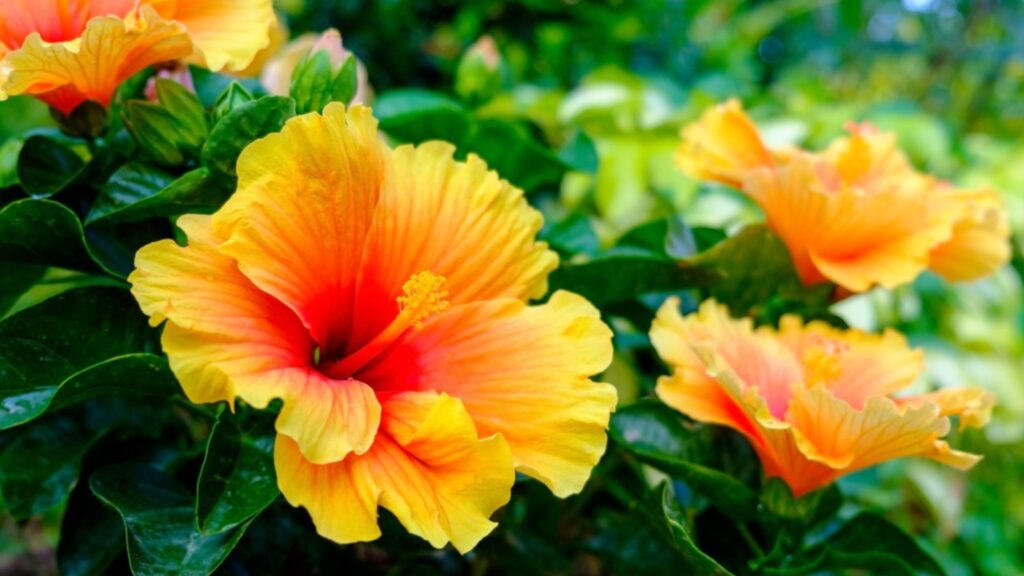 Садовый гибискус будет цвести непрерывно в течение всего лета, если начать вносить удобрения в марте.