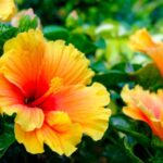 Садовый гибискус будет цвести непрерывно в течение всего лета, если начать вносить удобрения в марте.