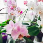 Цветущие комнатные растения, которые украсят ваш дом