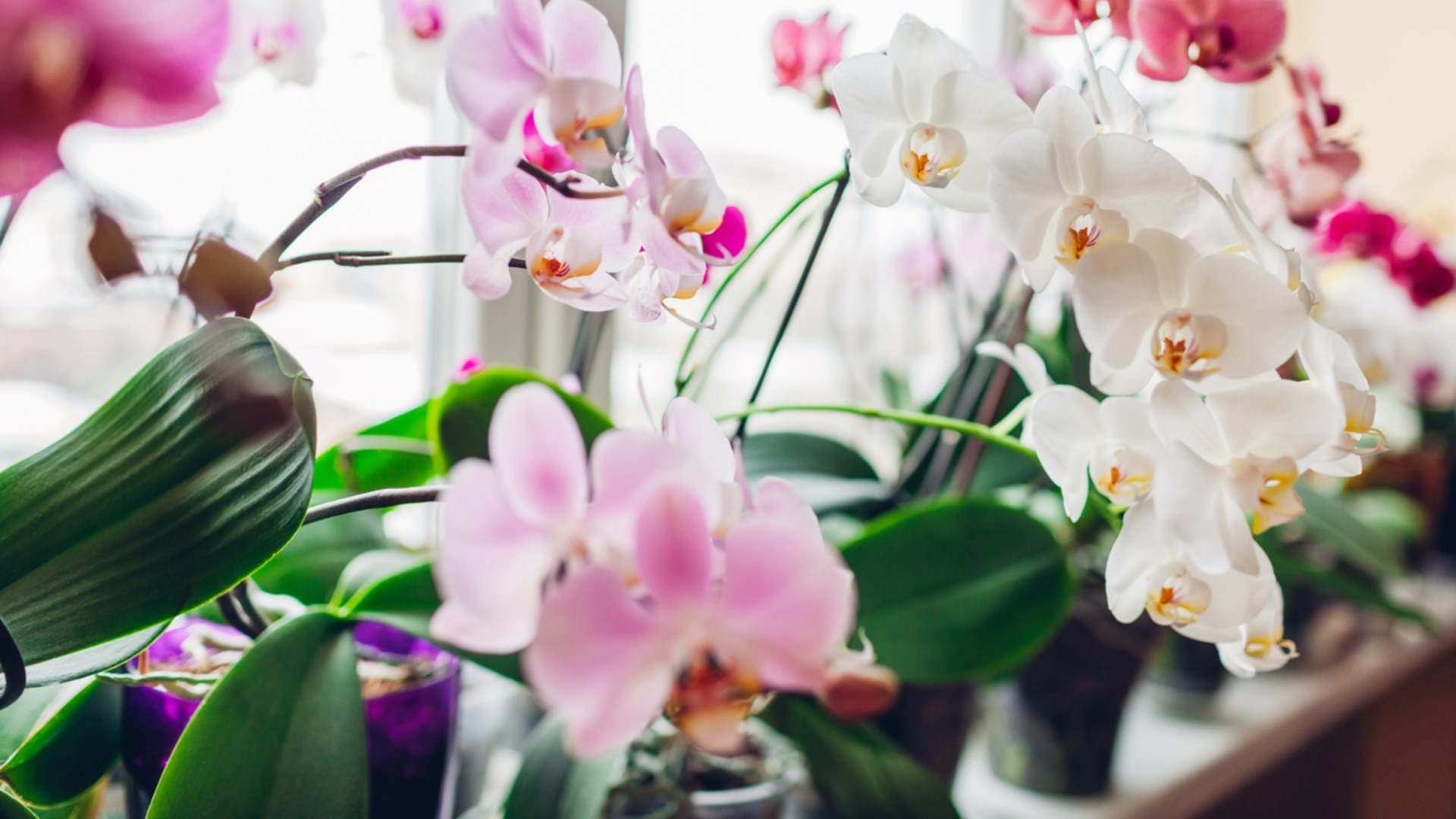 Цветущие комнатные растения, которые украсят ваш дом