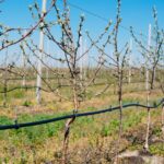 Удобрение плодовых деревьев: когда лучше это делать?