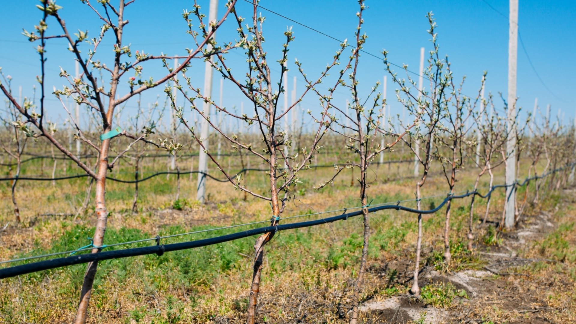 Удобрение плодовых деревьев: когда лучше это делать?