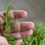 Как легко размножить розмарин