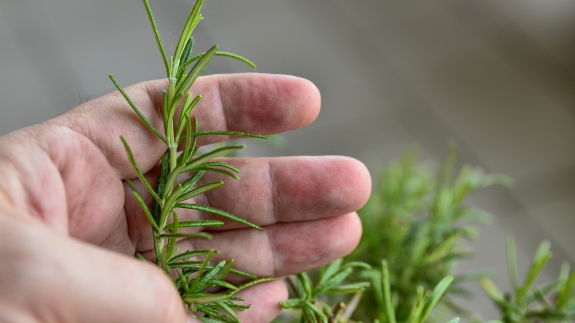 Как легко размножить розмарин