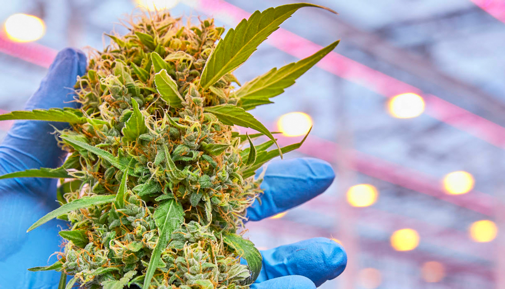 В Украине изменят правила изготовления лекарств из медицинского каннабиса