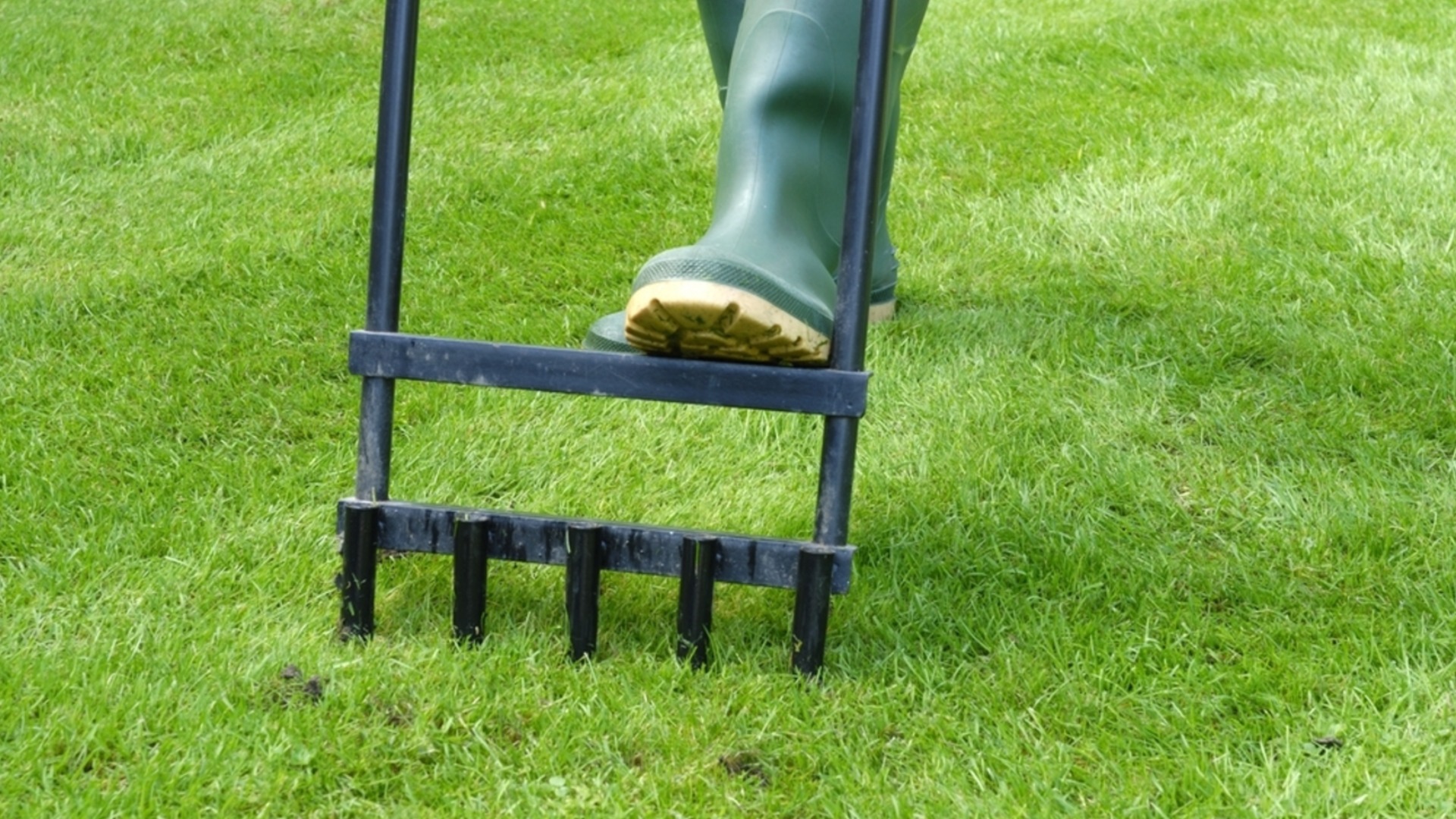 Как избавиться от упорных сорняков, не испортив газон