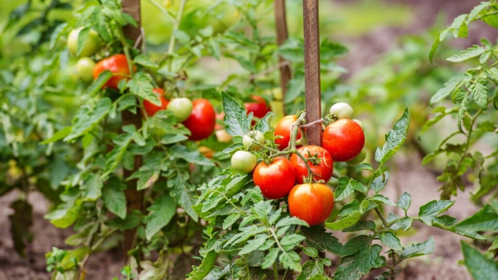 Как защитить рассаду томатов от холодных ночей