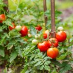 Как защитить рассаду томатов от холодных ночей