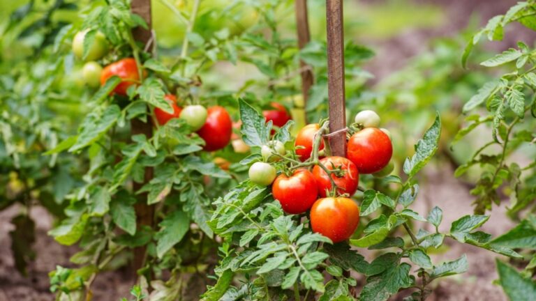 Как защитить рассаду томатов от холодных ночей