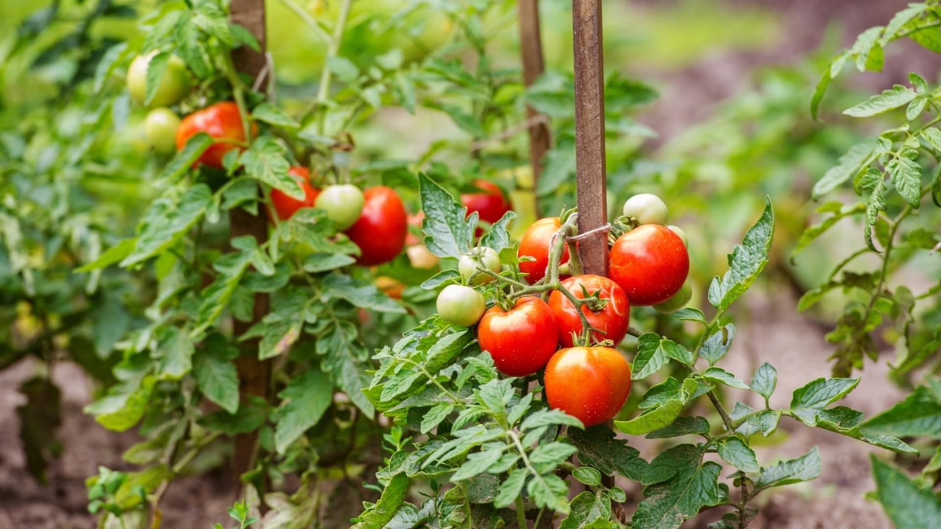 Как защитить рассаду томатов от холодных ночей