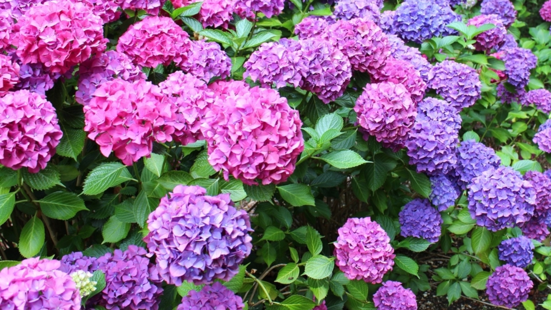 Когда удобрять гортензии для лучшего цветения