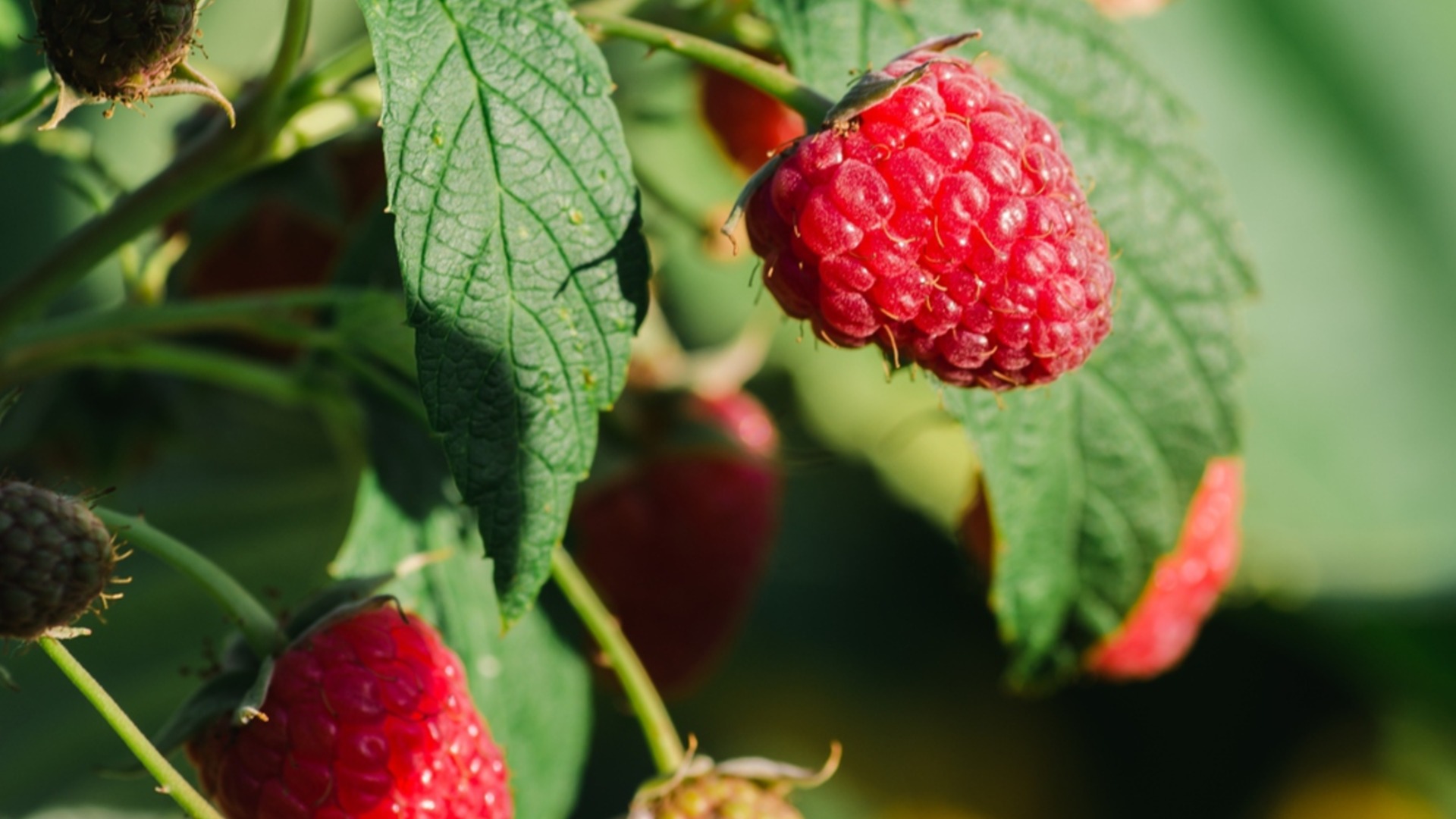 Как вырастить малину из семян для успешного приусадебного участка