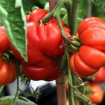 Лучшие растения-компаньоны томатов для обильного урожая