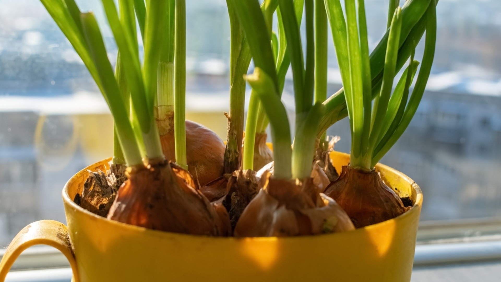 Как легко вырастить чеснок в горшке?