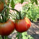 Как узнать, что рассада томатов готова к посадке