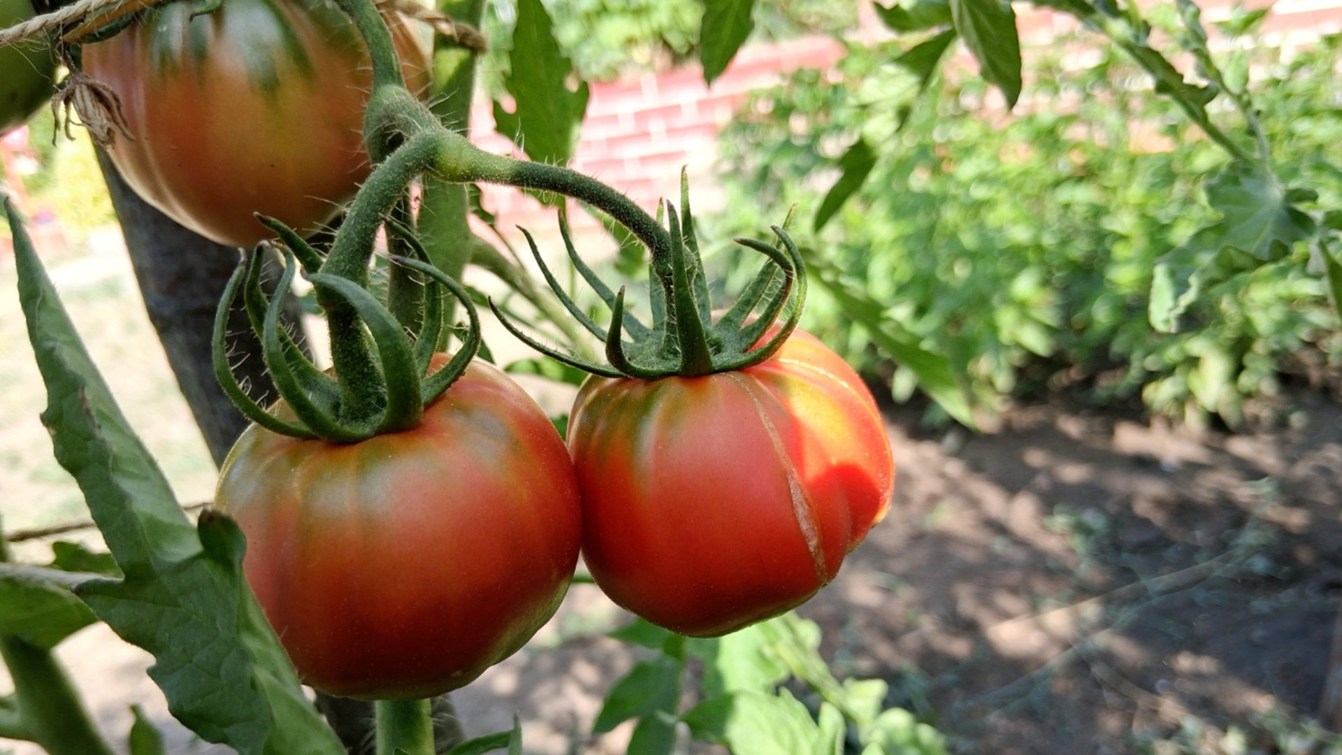 Как узнать, что рассада томатов готова к посадке