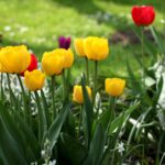 Рецепт из бабушкиных тетрадей: Лучшее удобрение для тюльпанов.