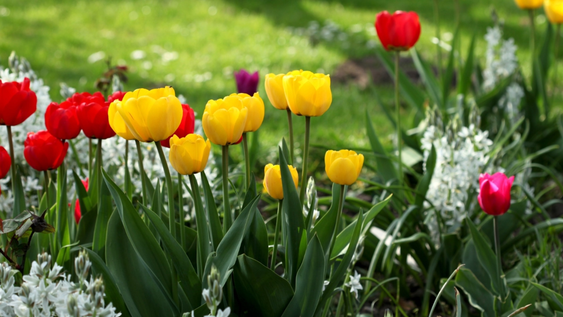 Рецепт из бабушкиных тетрадей: Лучшее удобрение для тюльпанов.