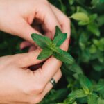 4 места, где никогда не следует сажать мяту