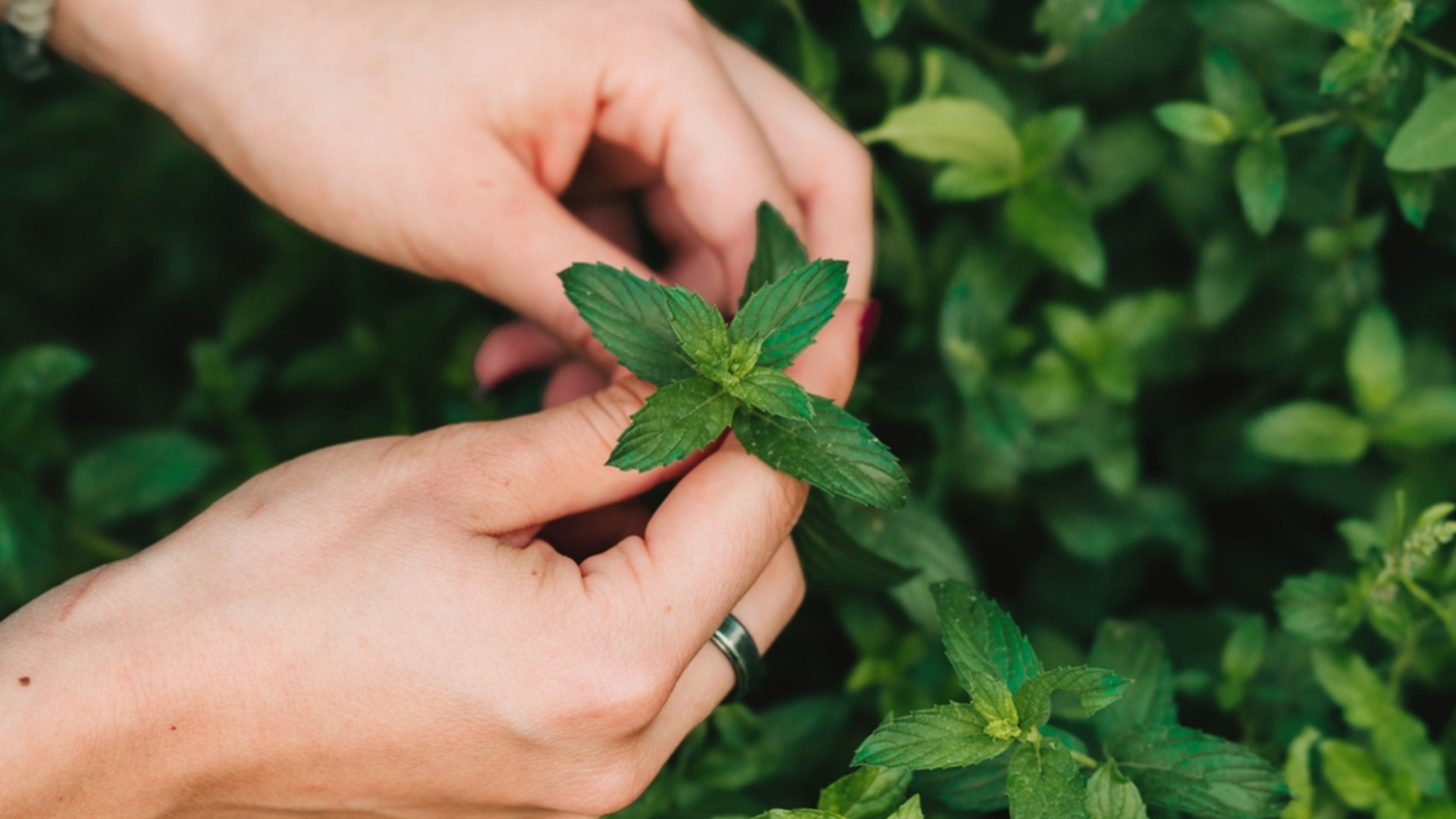 4 места, где никогда не следует сажать мяту