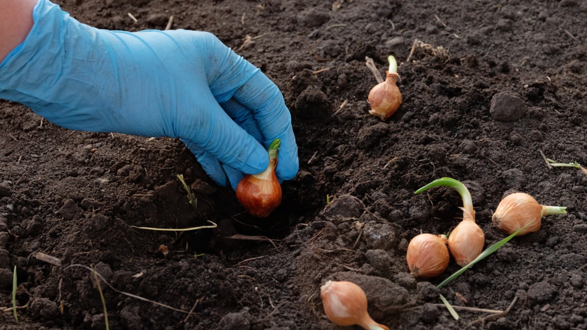 Какое удобрение лучше при посадке лука?
