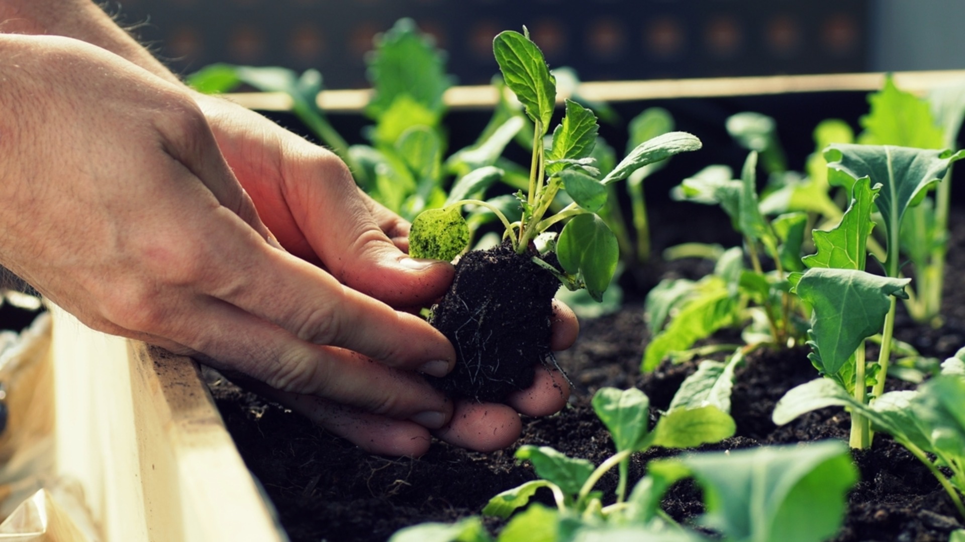 Редис ранней весной: как обеспечить быстрый урожай