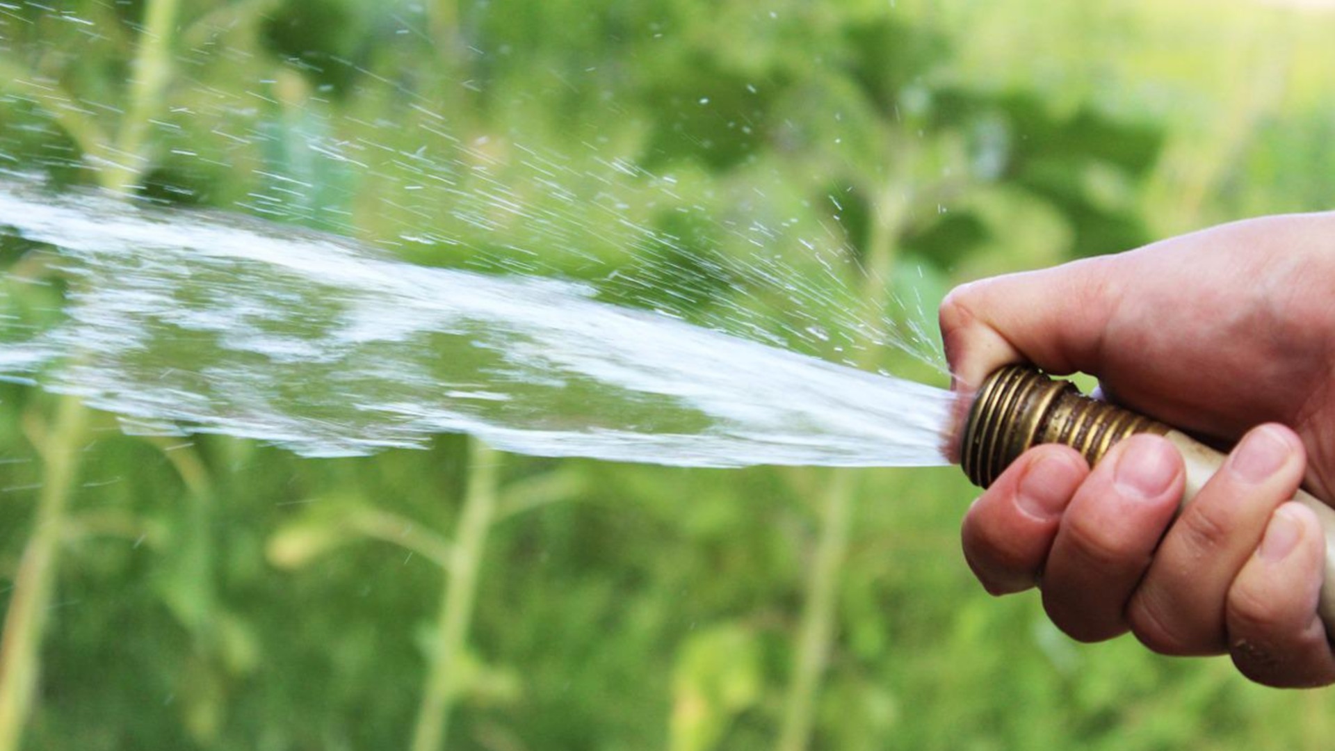 Чем отличается утренний и вечерний полив в саду