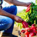 Как обрезать растения перца