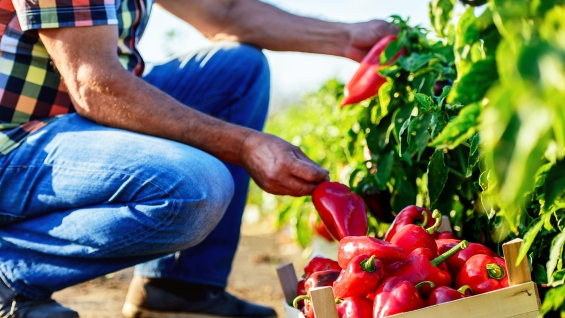 Как обрезать растения перца