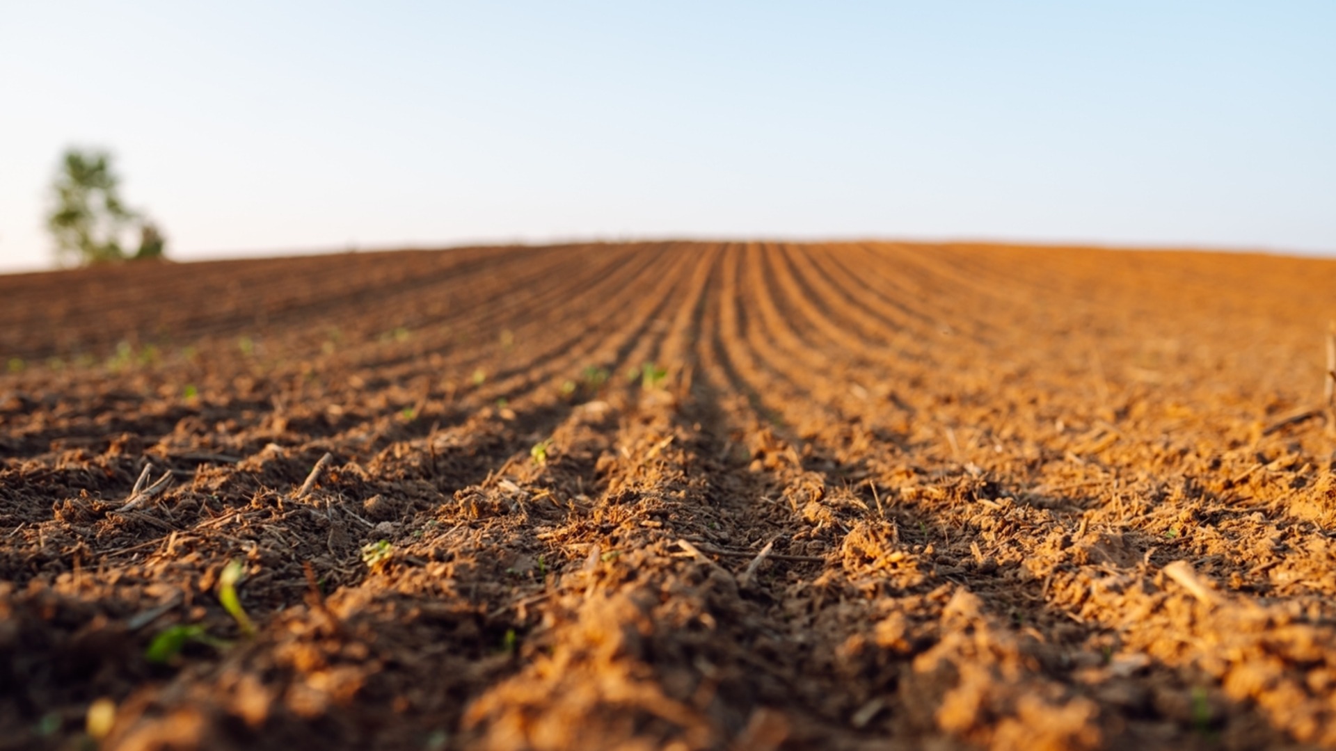 «Сельское хозяйство в кризисе»: Желе Бойчев бьет тревогу