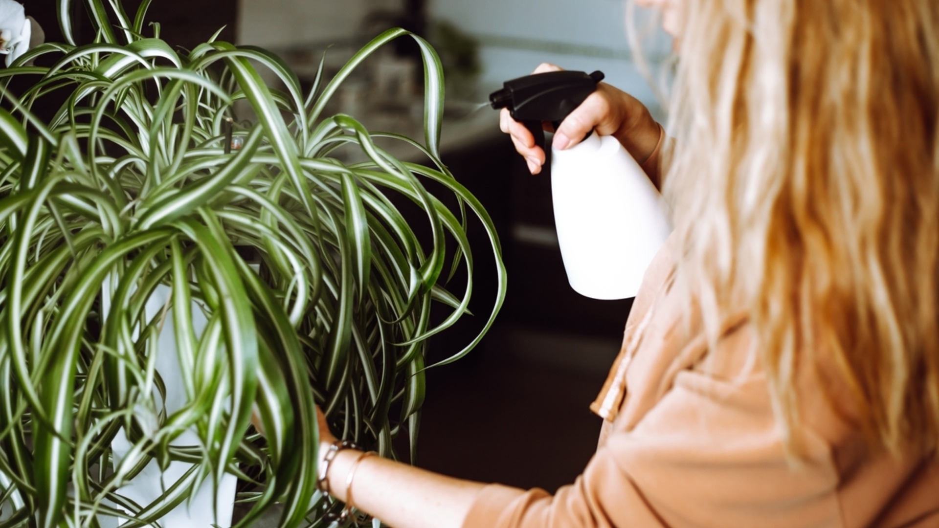 Как правильно поливать растение паук