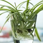 Как легко размножить растение-паук