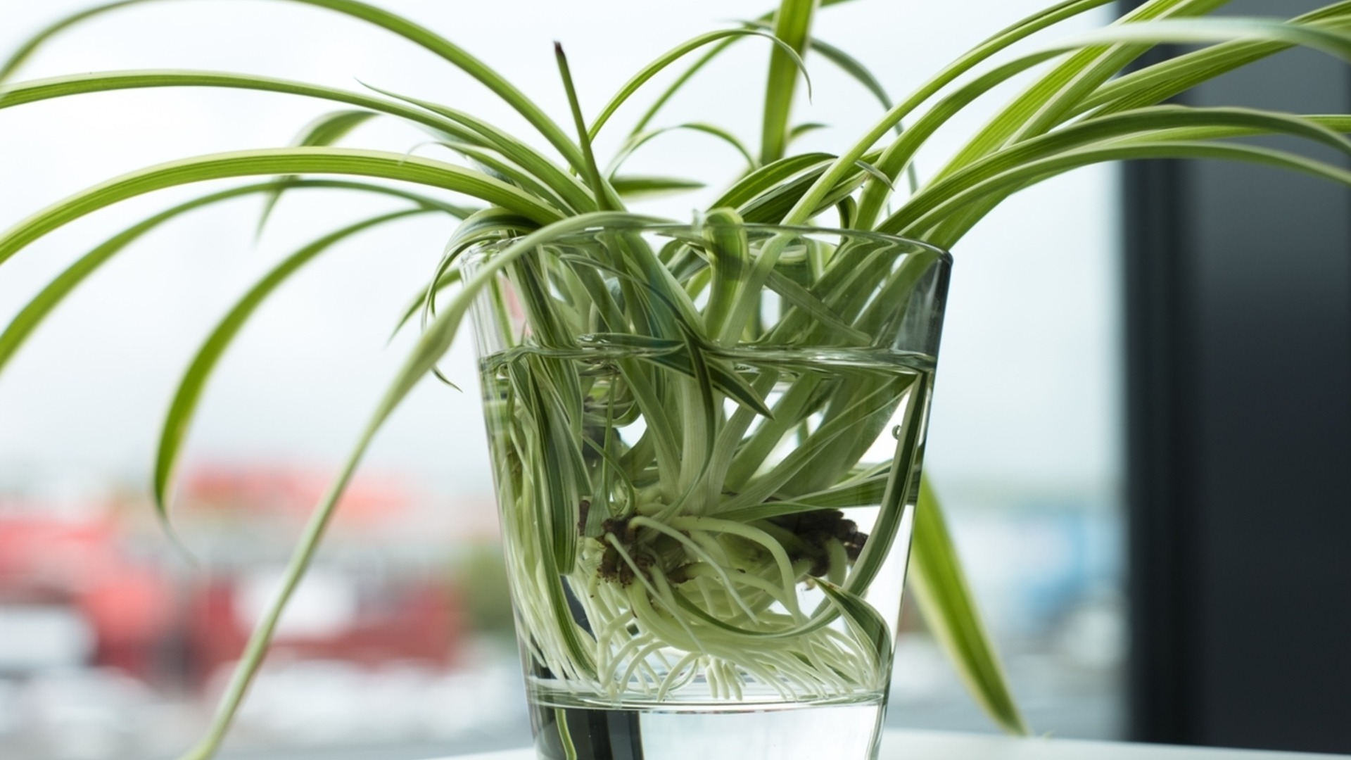 Как легко размножить растение-паук