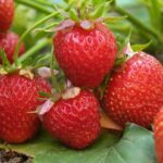 Лучшие растения-компаньоны клубники для сочного летнего урожая