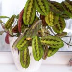 Можно ли сажать растение в горшок без дренажных отверстий?