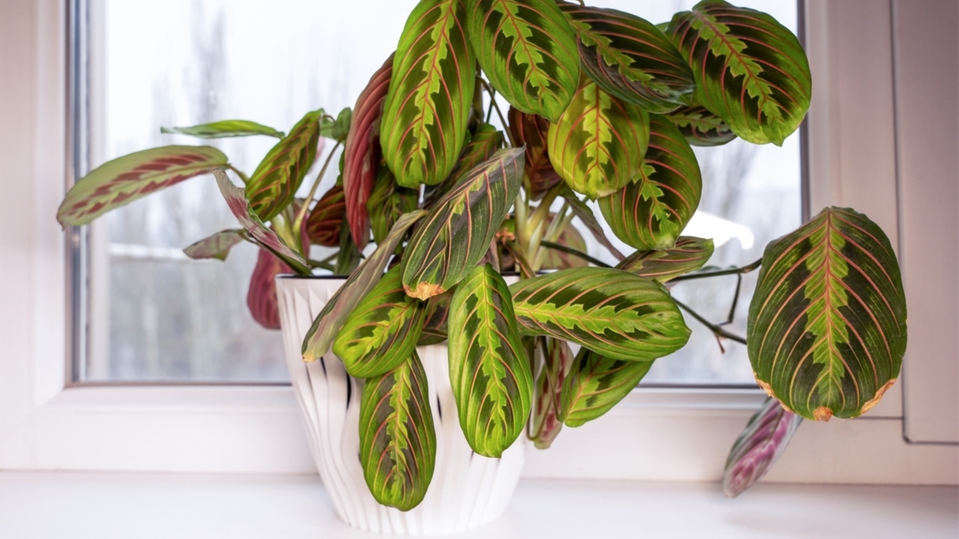 Можно ли сажать растение в горшок без дренажных отверстий?