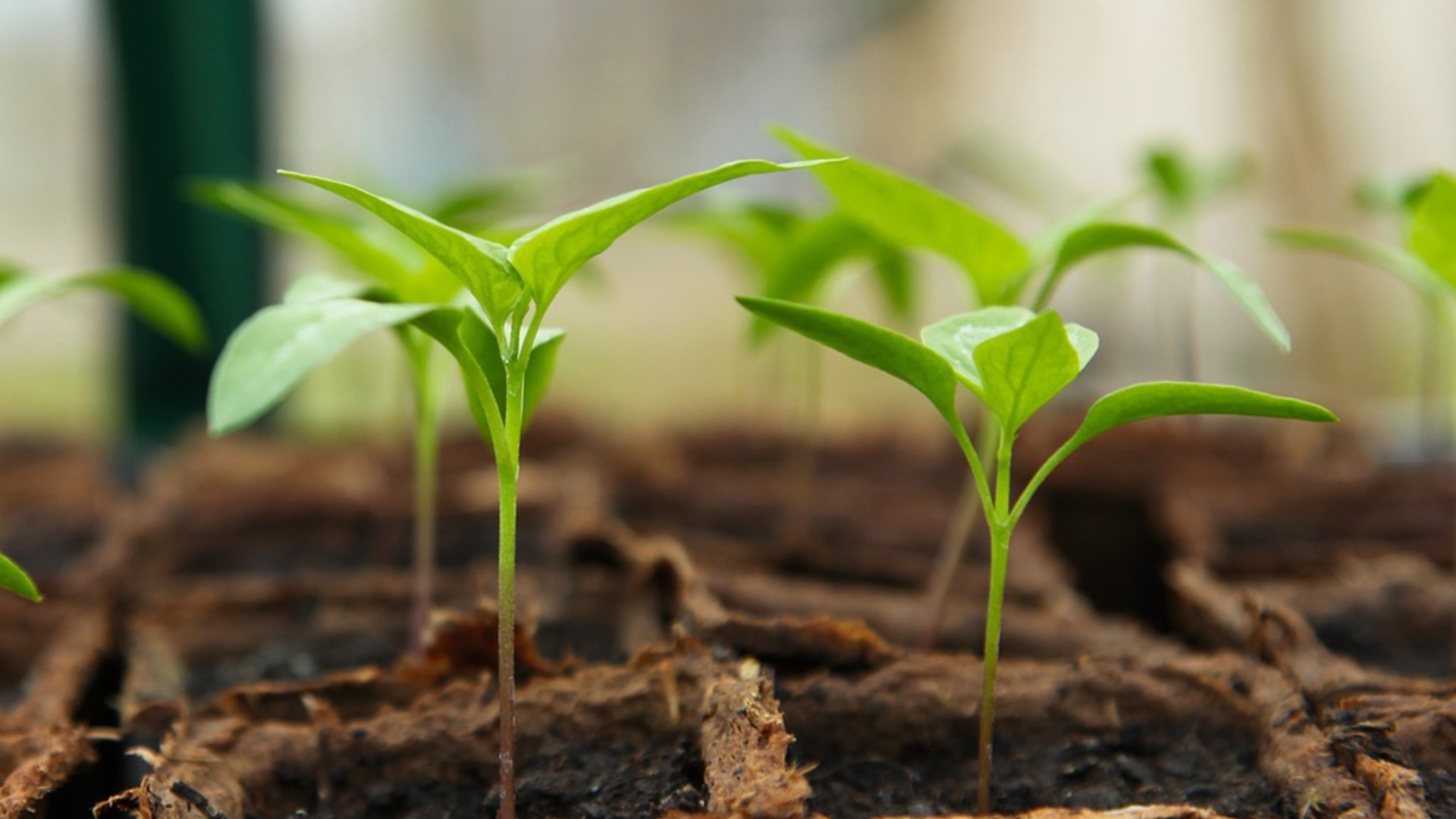 Один полив этим раствором, и рассада перца будет расти как сумасшедшая.