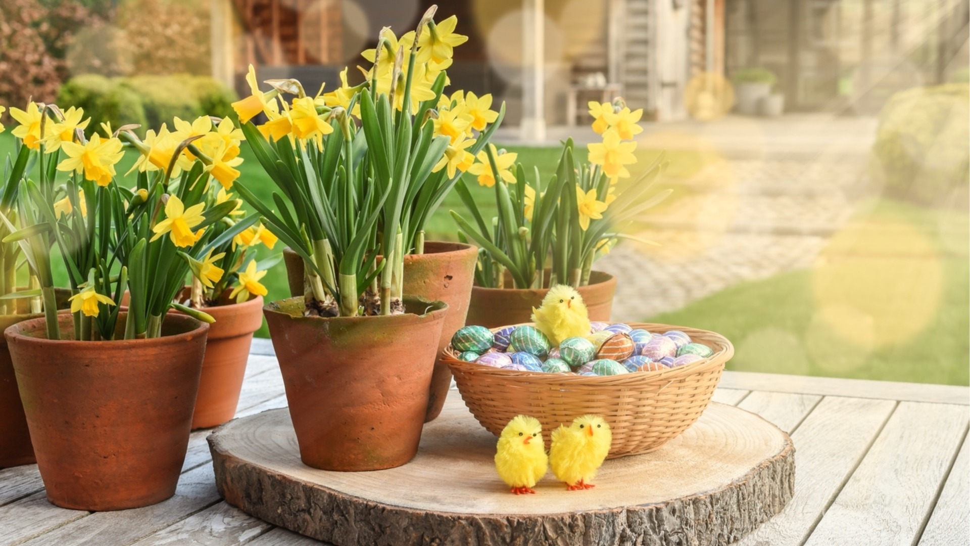 Подготовьте свой дом к весне с самыми красивыми пасхальными цветами.