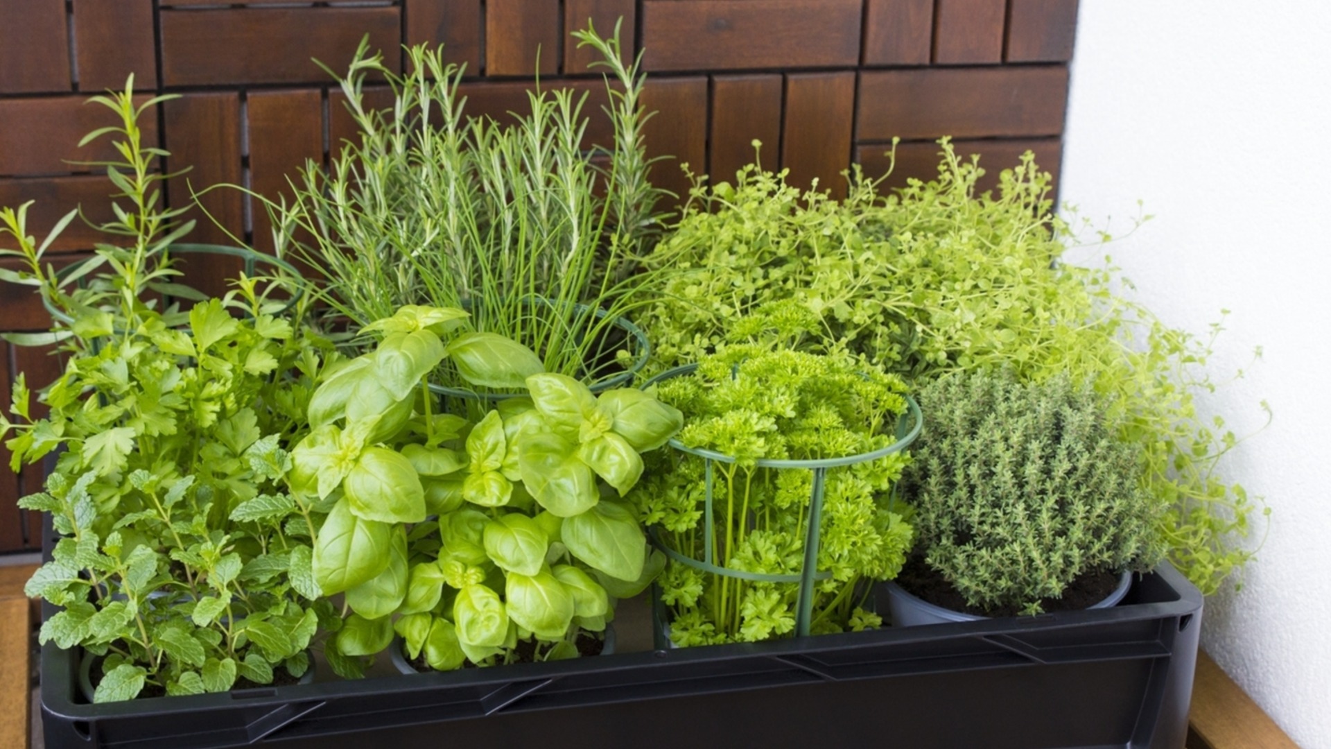 Ароматные травы, которые наполнят вашу террасу приятным запахом все лето.