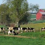 Субсидии без подтверждения производства: открывает ли государство двери «пустым фермам»?