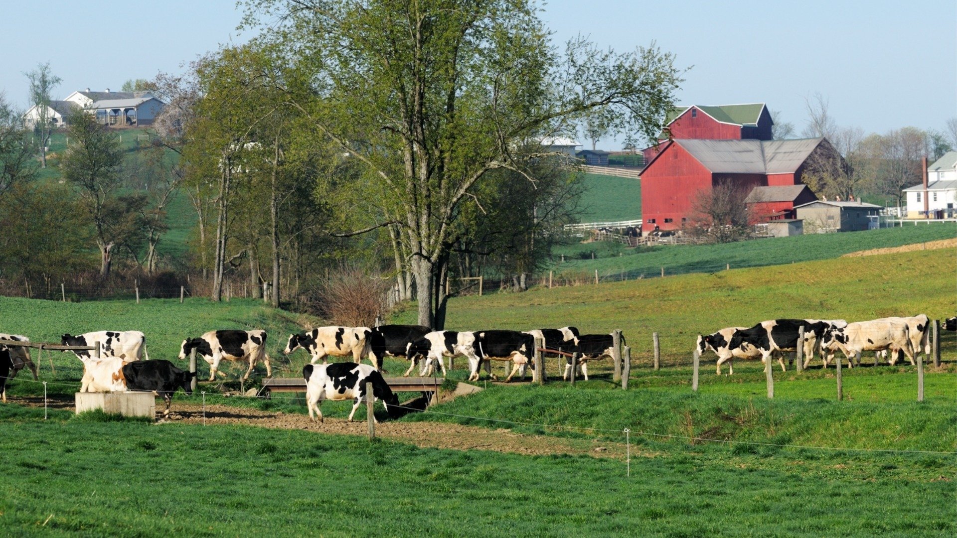 Субсидии без подтверждения производства: открывает ли государство двери «пустым фермам»?