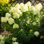 Гортензии любят это домашнее удобрение и цветут как сумасшедшие – рецепт прост