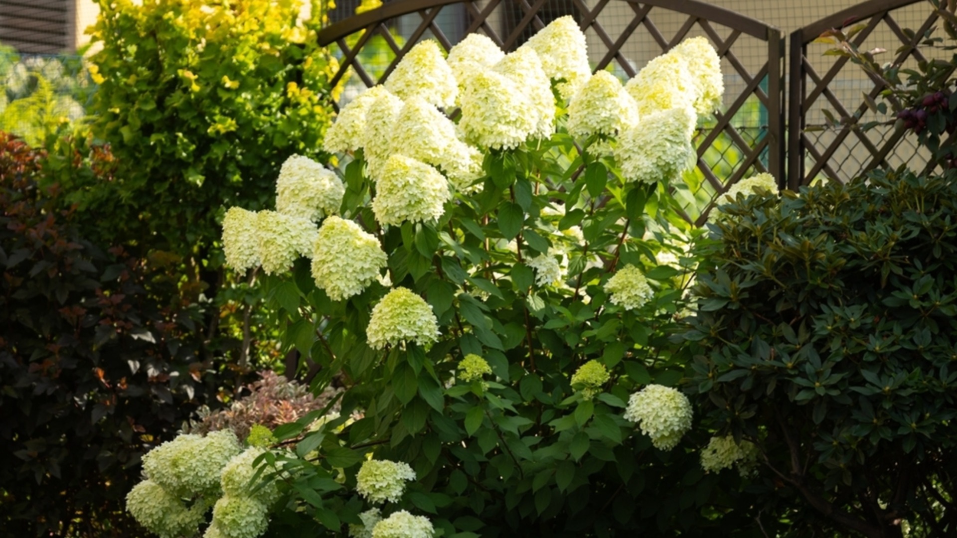 Гортензии любят это домашнее удобрение и цветут как сумасшедшие – рецепт прост