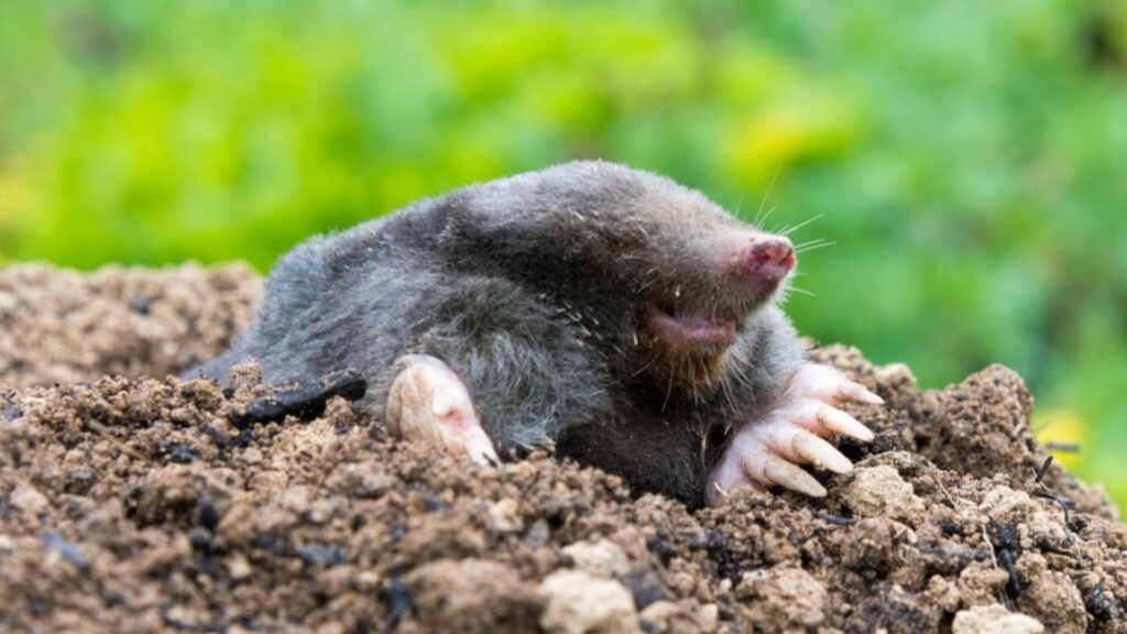 Как навсегда избавиться от кротов в саду