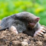 Как навсегда избавиться от кротов в саду