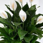 Великолепные цветы, которые можно вырастить в помещении без почвы